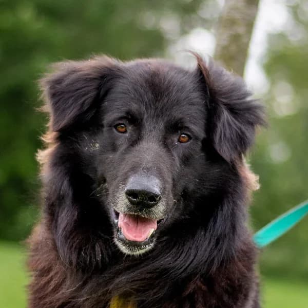 Karu, must male 4yo Mixed Breed for adoption at Varjupaikade MTÜ, Tallinn