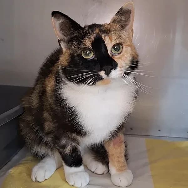 Sipelgalõvi, kolmevärviline female 4yo Mixed Breed for adoption at Varjupaikade MTÜ, Tallinn