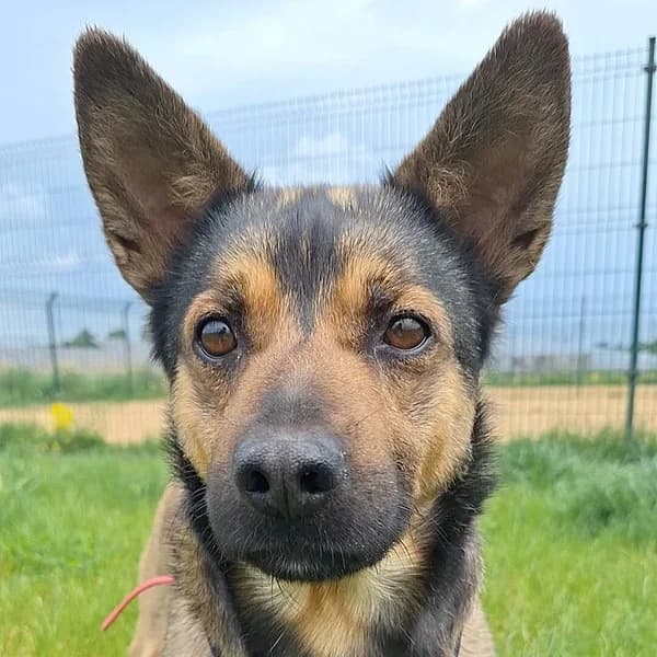 Kolli, pruun male Mixed Breed for adoption at Varjupaikade MTÜ, Tallinn
