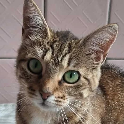 Marelle, triibik female 4yo Mixed Breed for adoption at Varjupaikade MTÜ, Tallinn
