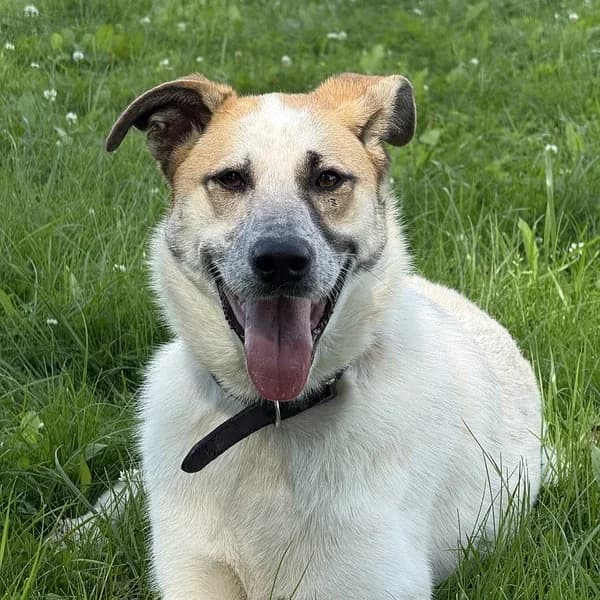 Bella, Mixed Breed (Varjupaikade MTÜ)