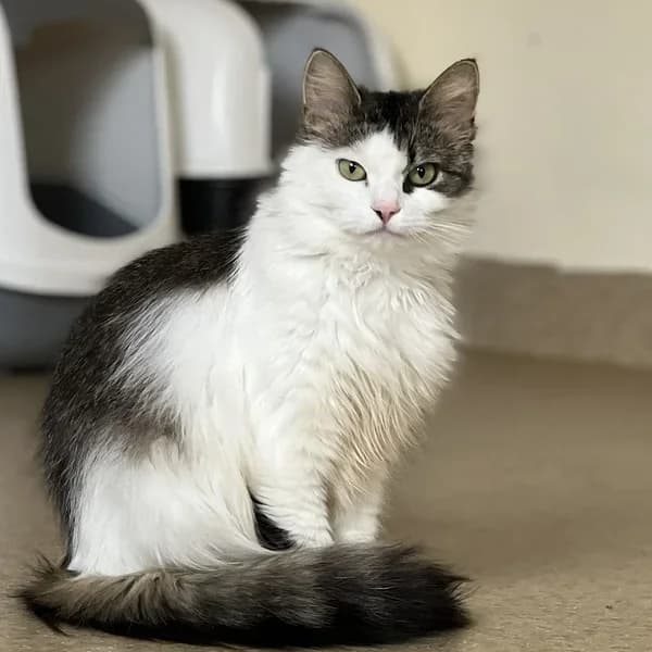 Lumina, valge female 4yo Mixed Breed for adoption at Varjupaikade MTÜ, Tallinn