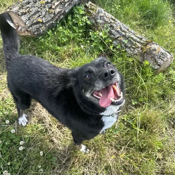 Pipi, must-valge female Mixed Breed for adoption at Varjupaikade MTÜ, Tallinn