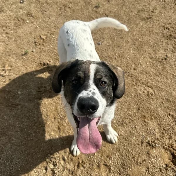 Pimm, valge male 4yo Mixed Breed for adoption at Varjupaikade MTÜ, Tallinn
