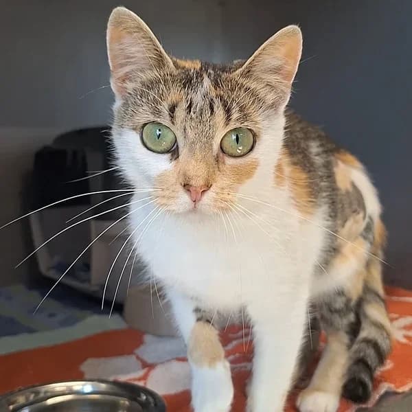 Gabella, kolmevärviline female Mixed Breed for adoption at Varjupaikade MTÜ, Tallinn