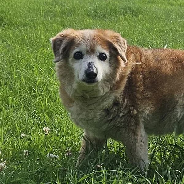 Papi, punane male Mixed Breed for adoption at Varjupaikade MTÜ, Tallinn