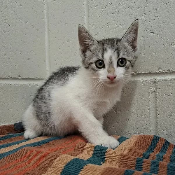 Tigger, Mixed Breed (Varjupaikade MTÜ)