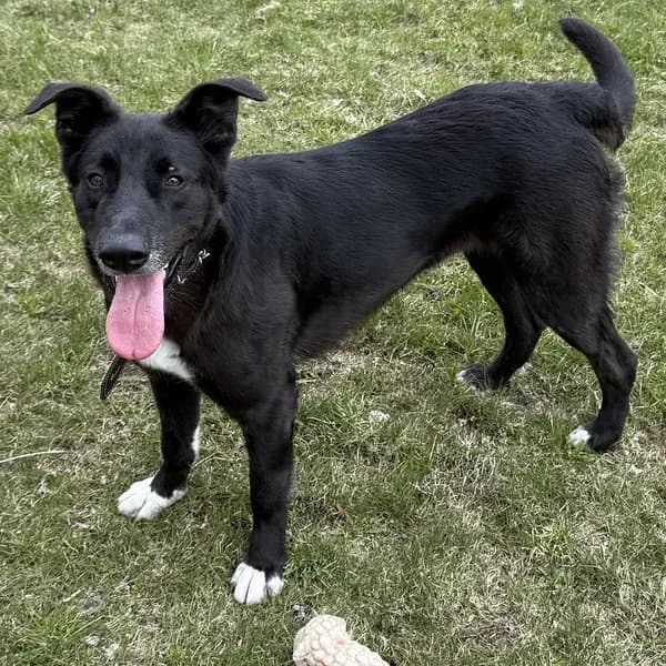Pimbu, must-valge female 4yo Mixed Breed for adoption at Varjupaikade MTÜ, Tallinn