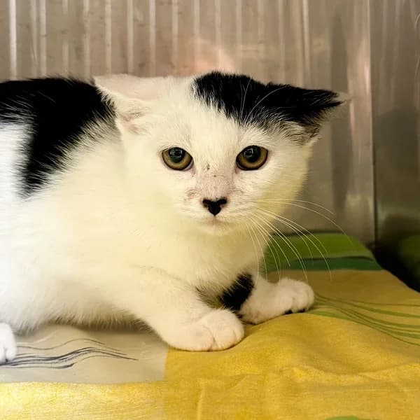 Säbru, Mixed Breed (Varjupaikade MTÜ)