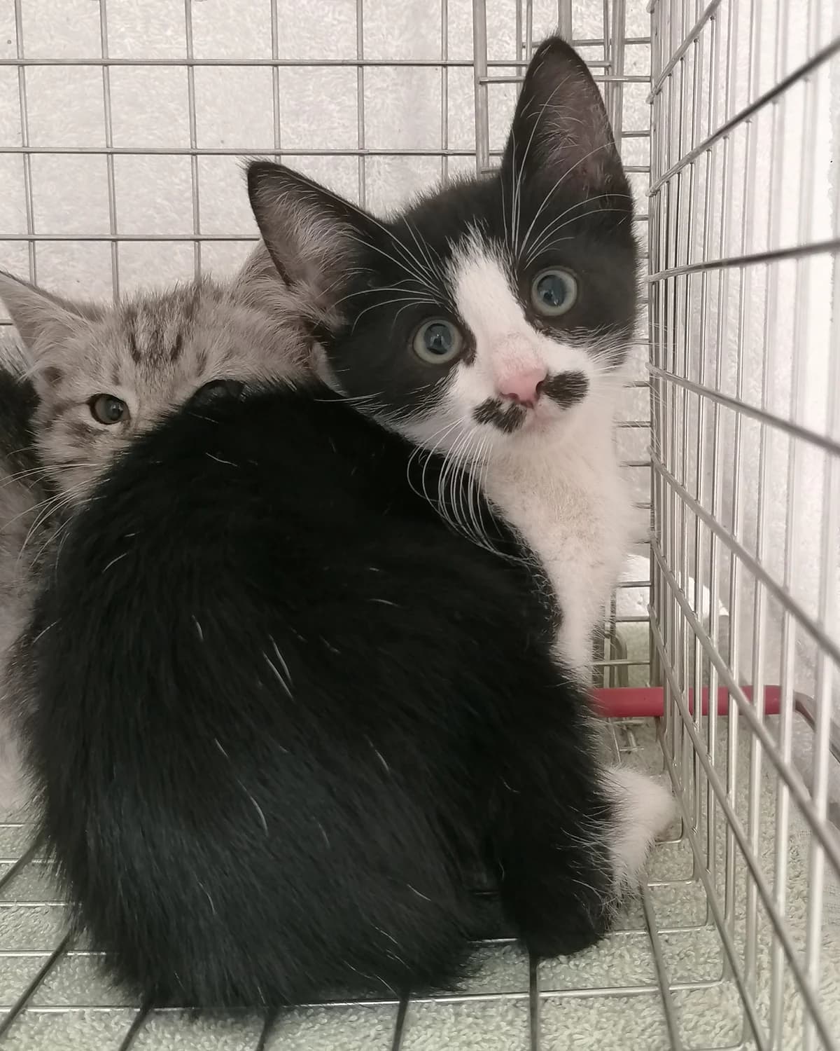 Poirot, Mixed Breed (Varjupaikade MTÜ)
