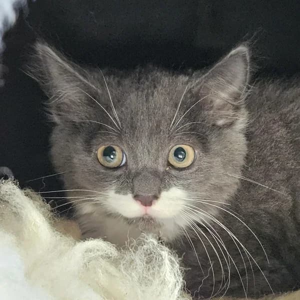 Ruudi, Mixed Breed (Varjupaikade MTÜ)