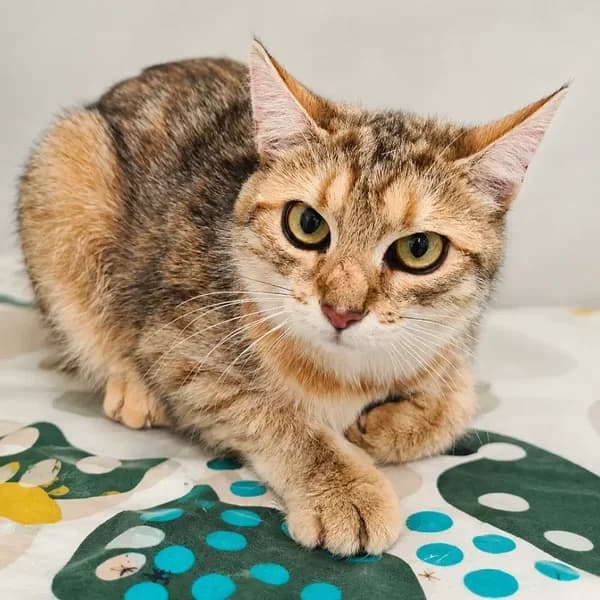 Guarana, kolmevärviline female 4yo Mixed Breed for adoption at Varjupaikade MTÜ, Tallinn