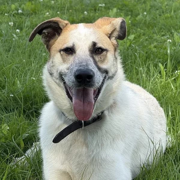Bella, valge female 4yo Mixed Breed for adoption at Varjupaikade MTÜ, Tallinn