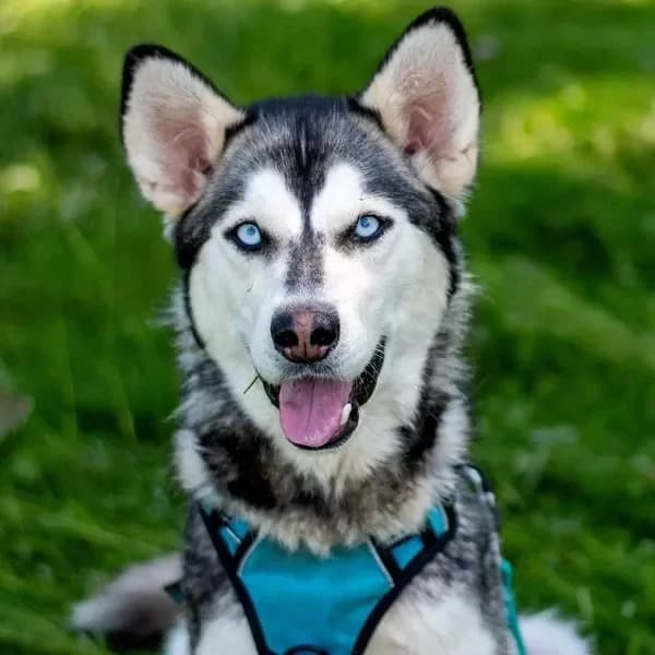 Lily, must-valge female 4yo Mixed Breed for adoption at Varjupaikade MTÜ, Tallinn
