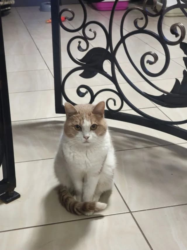 Cat 25998, Mixed Breed (Pets Tallinn Shelter)