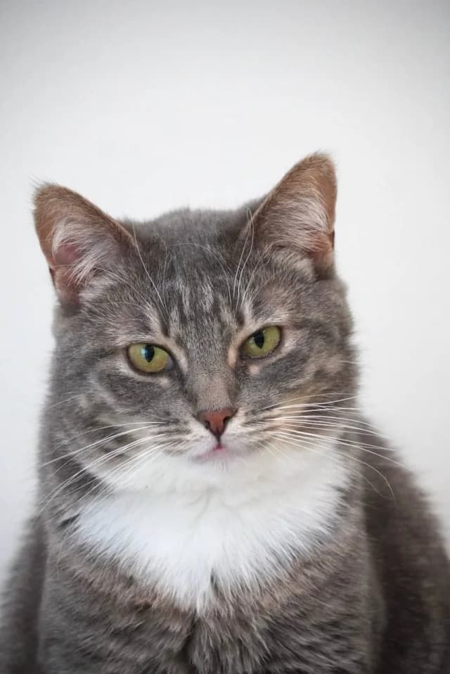 Cat 26133, female young Mixed Breed for adoption at Pets Tallinn Shelter, Tallinn