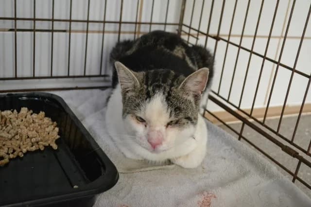 Cat 26170, Mixed Breed (Pets Tallinn Shelter)