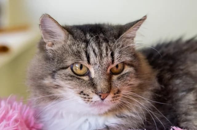 Cat 26348, female young Mixed Breed for adoption at Pets Tallinn Shelter, Tallinn
