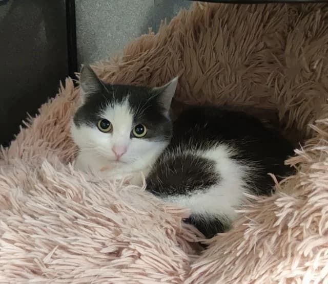 Cat 26368, Mixed Breed (Pets Tallinn Shelter)