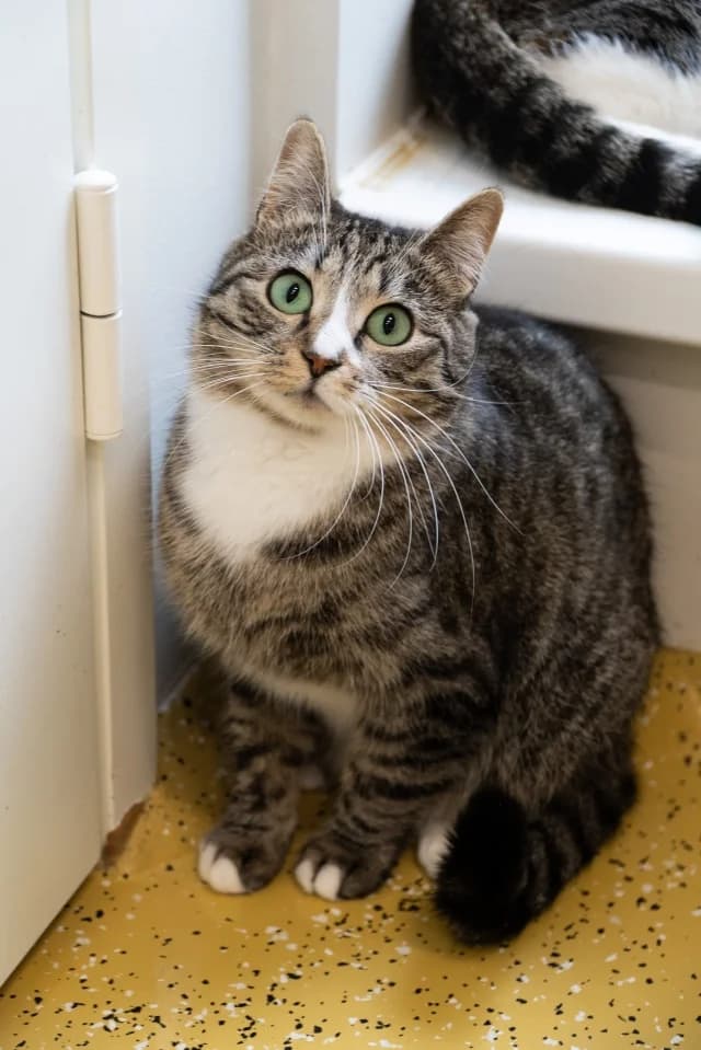 Cat 26407, female young Mixed Breed for adoption at Pets Tallinn Shelter, Tallinn