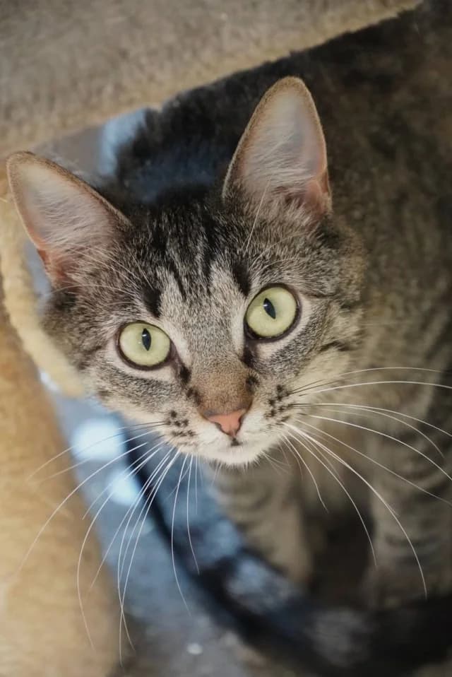 Cat 26630, female young Mixed Breed for adoption at Pets Tallinn Shelter, Tallinn