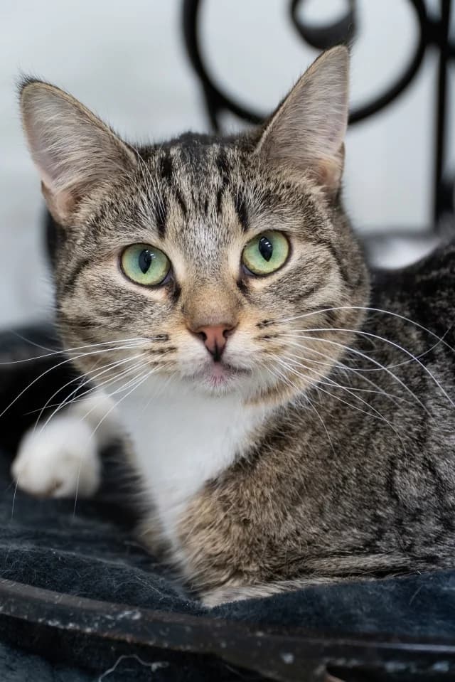 Cat 26631, female young Mixed Breed for adoption at Pets Tallinn Shelter, Tallinn