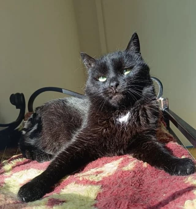 Faya, Mixed Breed (Pets Tallinn Shelter)