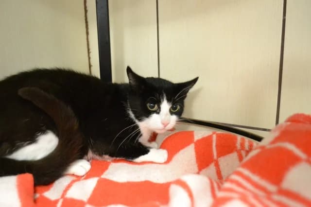 Cat 27073, Mixed Breed (Pets Tallinn Shelter)