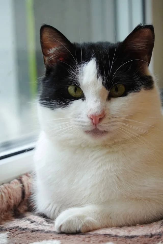 Cat 27102, female young Mixed Breed for adoption at Pets Tallinn Shelter, Tallinn