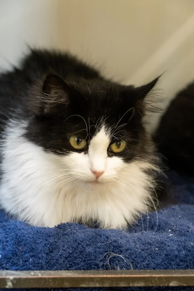 Cat 27109, female young Mixed Breed for adoption at Pets Tallinn Shelter, Tallinn