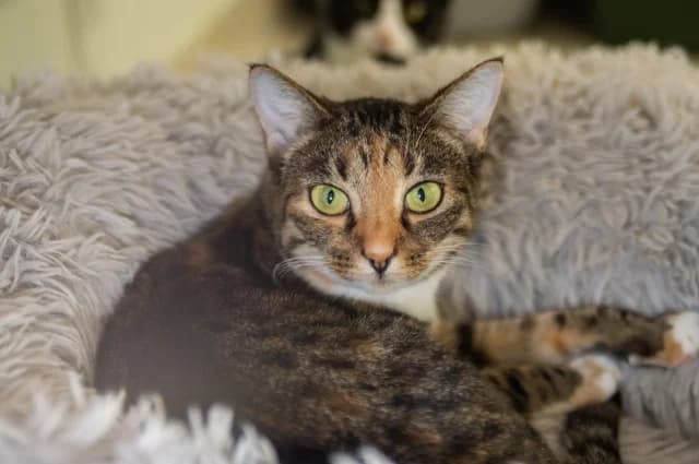 Cat 27115, female young Mixed Breed for adoption at Pets Tallinn Shelter, Tallinn