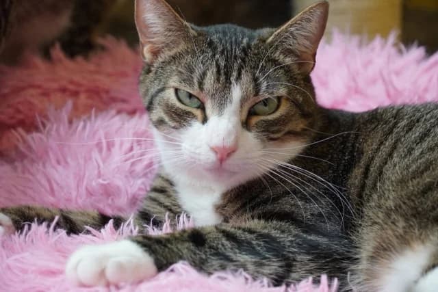 Cat 27116, female young Mixed Breed for adoption at Pets Tallinn Shelter, Tallinn