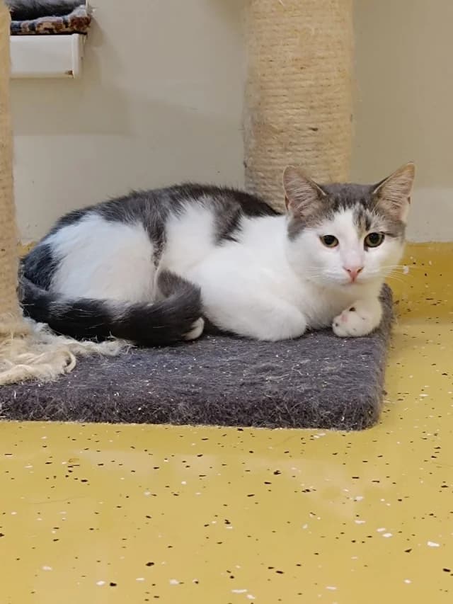 Vitek, Mixed Breed (Pets Tallinn Shelter)