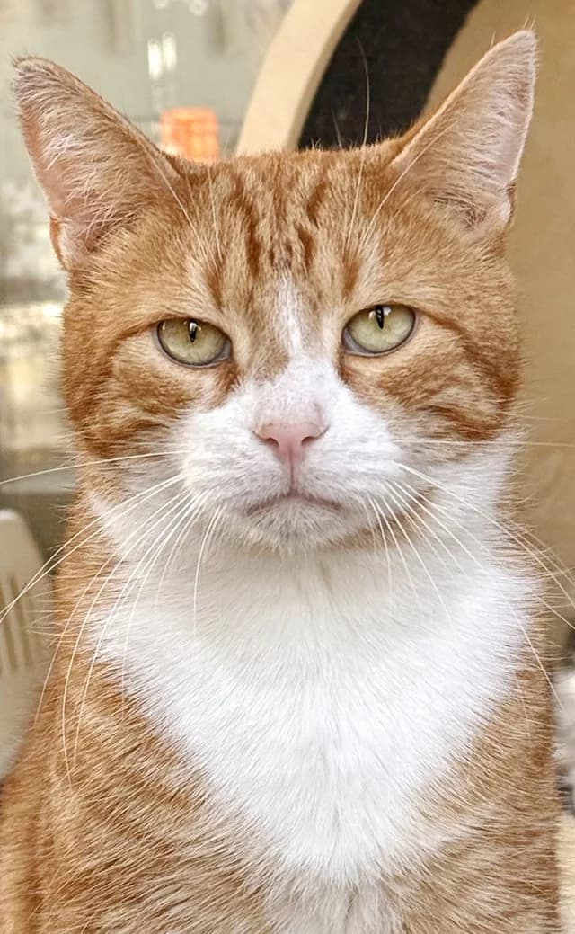 Cat 27330, Mixed Breed (Pets Tallinn Shelter)