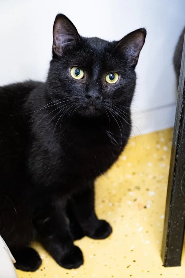 Cat 27439, female young Mixed Breed for adoption at Pets Tallinn Shelter, Tallinn