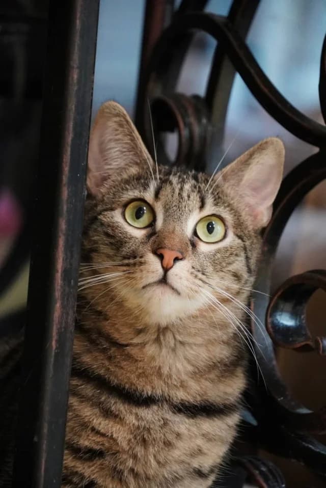 Cat 27448, female young Mixed Breed for adoption at Pets Tallinn Shelter, Tallinn