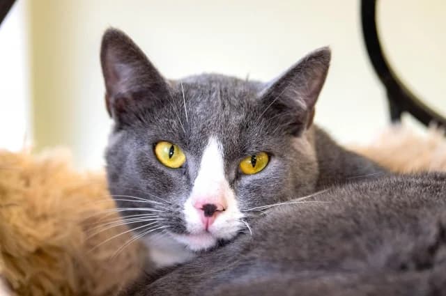 Cat 27450, female young Mixed Breed for adoption at Pets Tallinn Shelter, Tallinn
