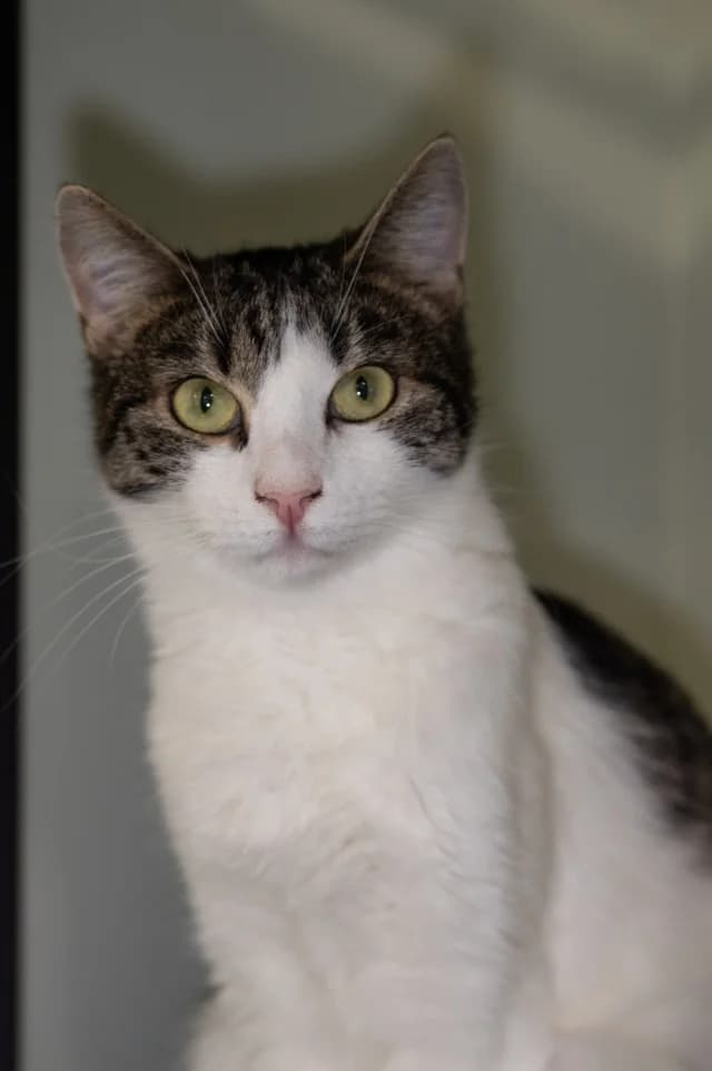Cat 27470, female young Mixed Breed for adoption at Pets Tallinn Shelter, Tallinn