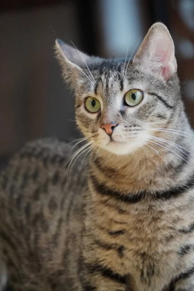 Cat 27471, female young Mixed Breed for adoption at Pets Tallinn Shelter, Tallinn
