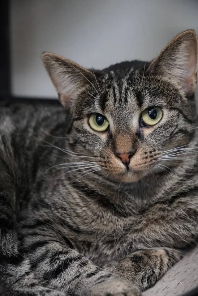 Cat 27472, female young Mixed Breed for adoption at Pets Tallinn Shelter, Tallinn