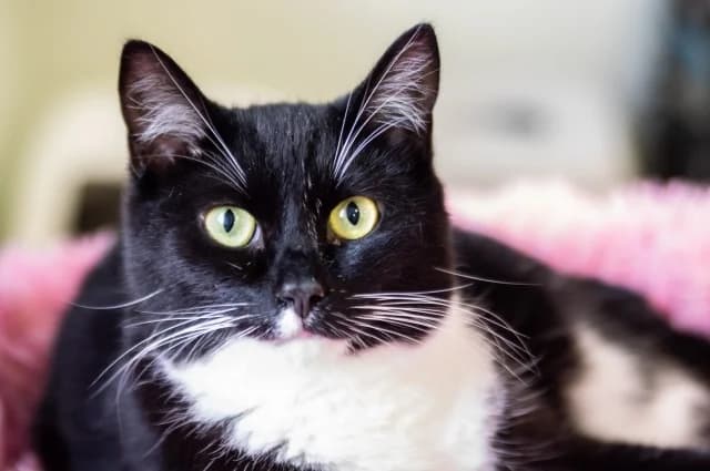 Cat 27489, female young Mixed Breed for adoption at Pets Tallinn Shelter, Tallinn