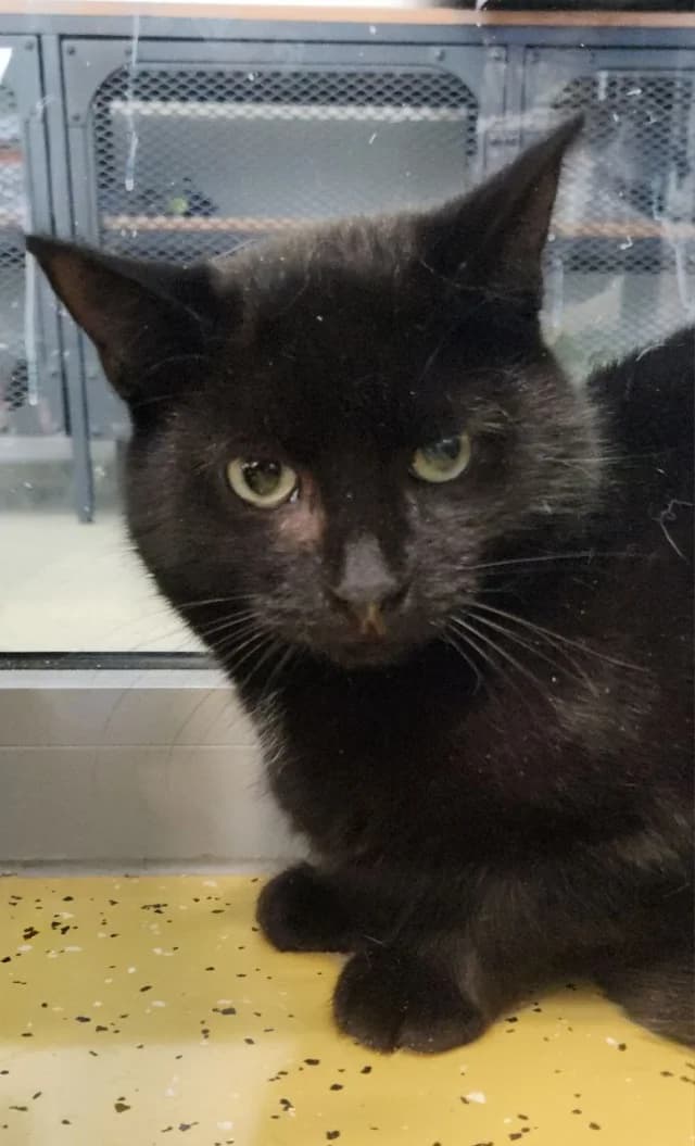 Cat 27504, female young Mixed Breed for adoption at Pets Tallinn Shelter, Tallinn
