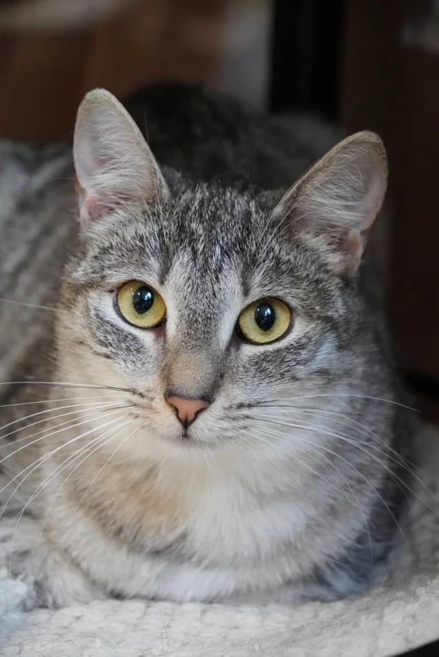 Cat 27506, female young Mixed Breed for adoption at Pets Tallinn Shelter, Tallinn