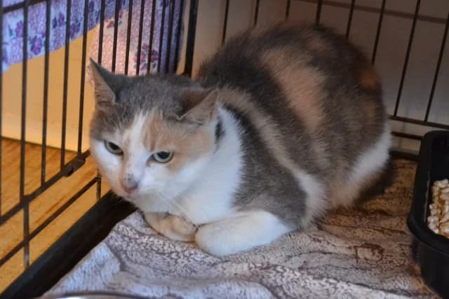 Barsi, Mixed Breed (Pets Tallinn Shelter)