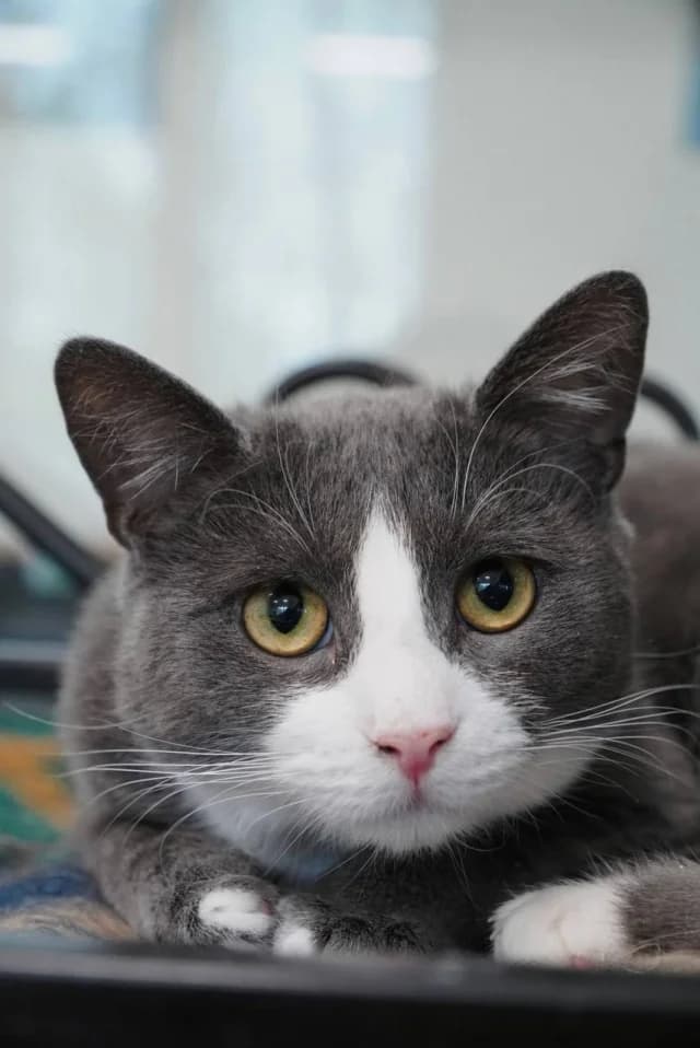 Cat 27548, female young Mixed Breed for adoption at Pets Tallinn Shelter, Tallinn