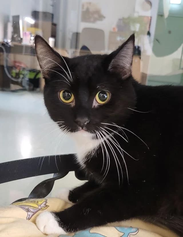 Cat 27602, female young Mixed Breed for adoption at Pets Tallinn Shelter, Tallinn