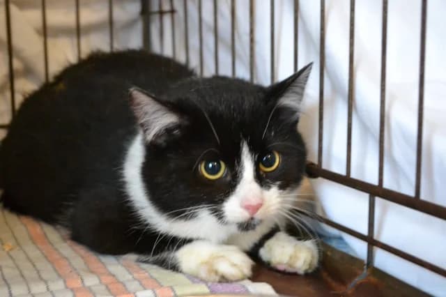 Cat 27607, Mixed Breed (Pets Tallinn Shelter)