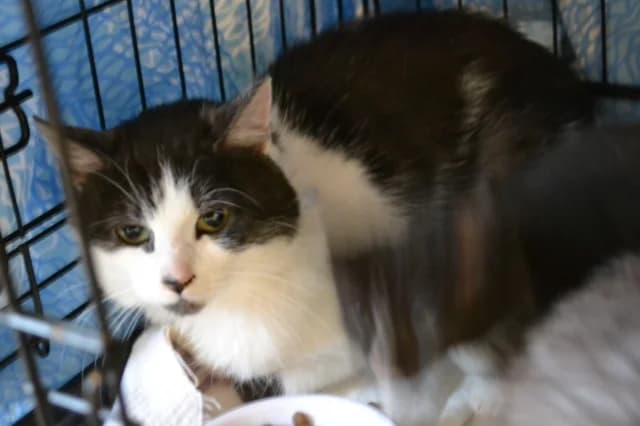 Cat 27608, Mixed Breed (Pets Tallinn Shelter)