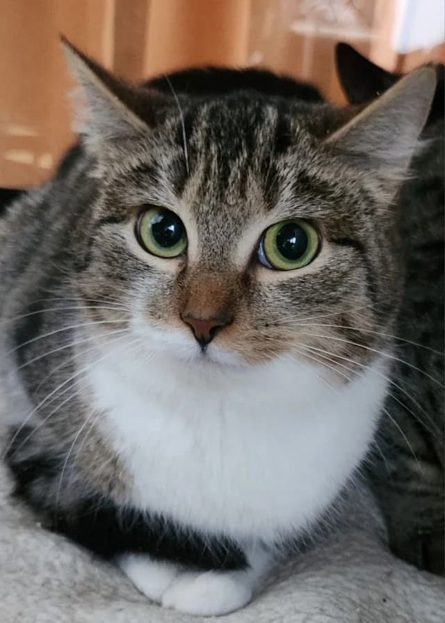 Cat 27614, female young Mixed Breed for adoption at Pets Tallinn Shelter, Tallinn