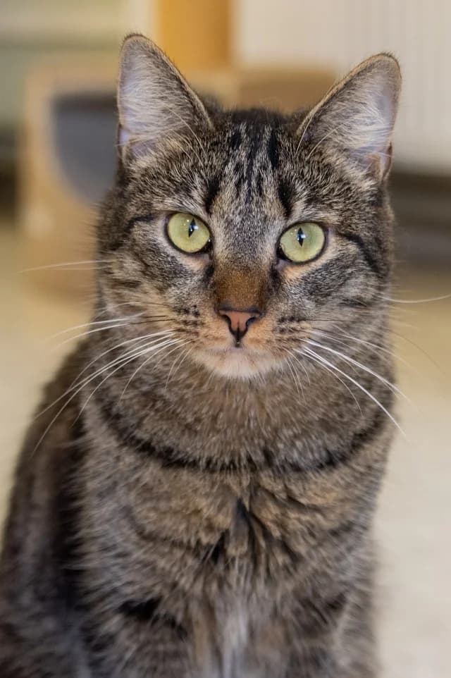 Cat 27615, female young Mixed Breed for adoption at Pets Tallinn Shelter, Tallinn
